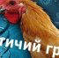 Об основных способах профилактики гриппа птиц - Администрация Мишкинского района